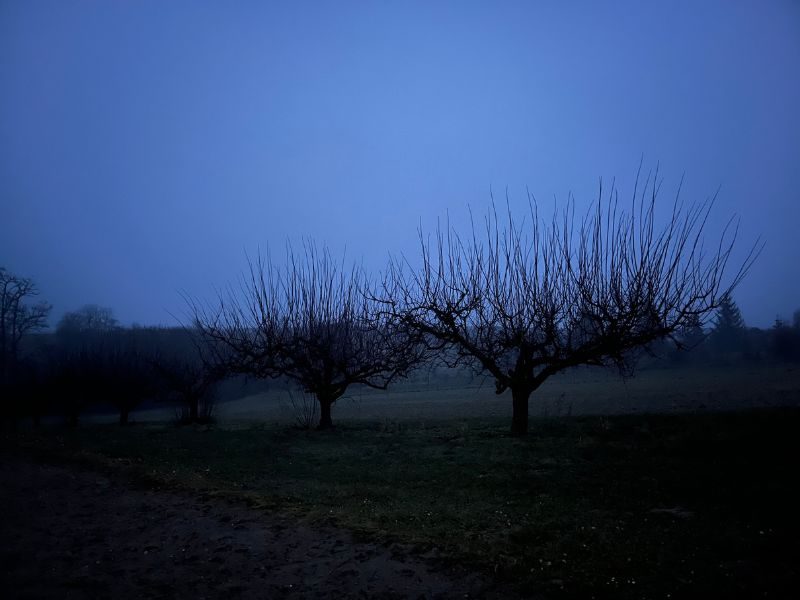 2 kleine Bäume im Dämmerlicht