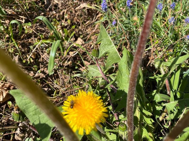 10 von 12 - 12 von 12 April 2025 - Biene auf Butterblume