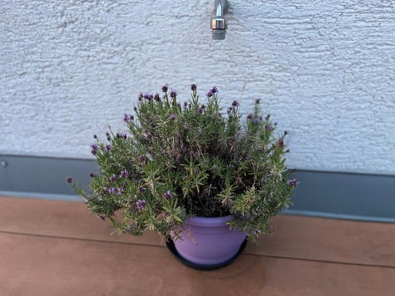 12 von 12 Juli 2023: 11 von 12 - Lavendel
