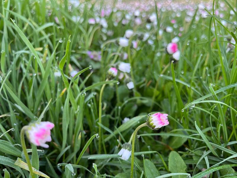 Gänseblümchen: 12 von 12 April 2024 2 von 12