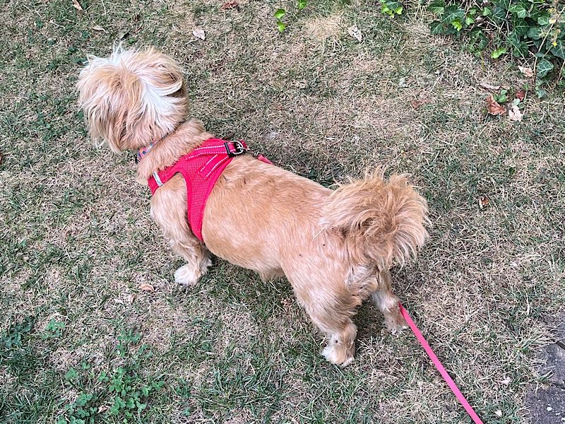 11 von 12: Pflegehund
