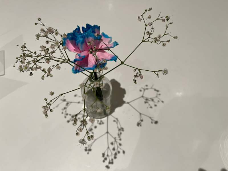 12 von 12 Dezember 2024 - 6 von 12: Blau-Rosa Blume mit Schleierkraut in kleiner Vase, wirft Schatten auf weißem Tisch