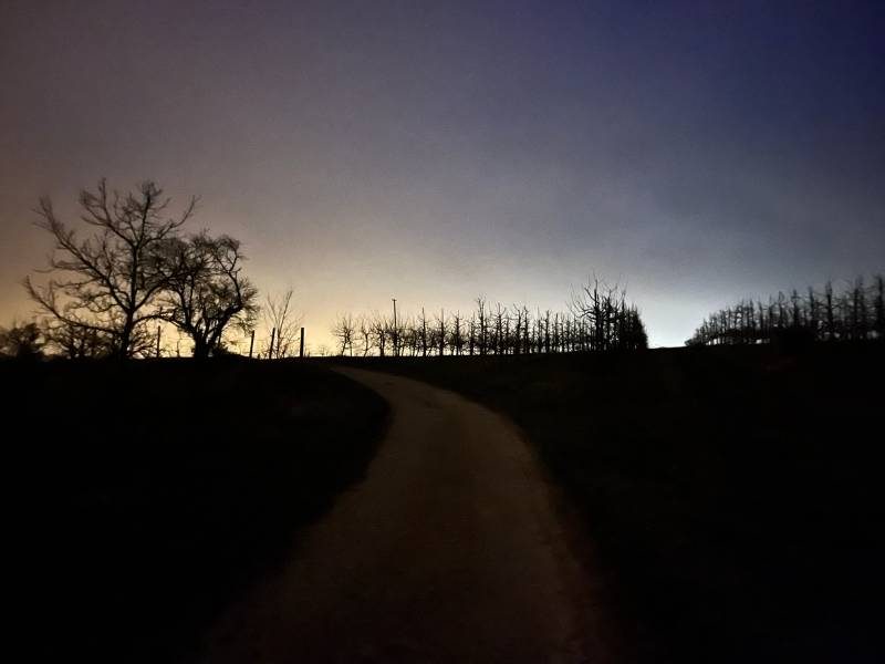 12 von 12 Januar 2024 - 1 von 12 Morgenspaziergang. Silhouetten von Obstbäumen im Morgengrauen
