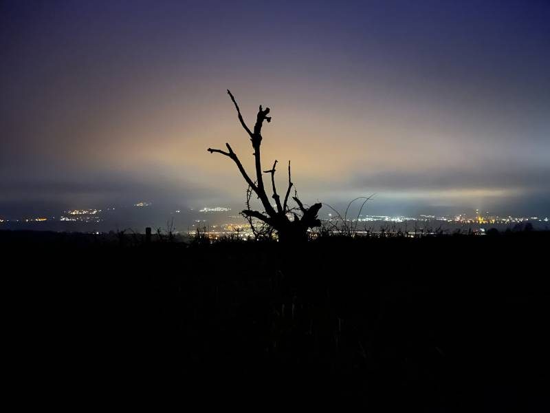 12 von 12 Januar 2024 - 2 von 12 - dunkler Baum bei Nacht im Hintergrund die Lichter der Stadt