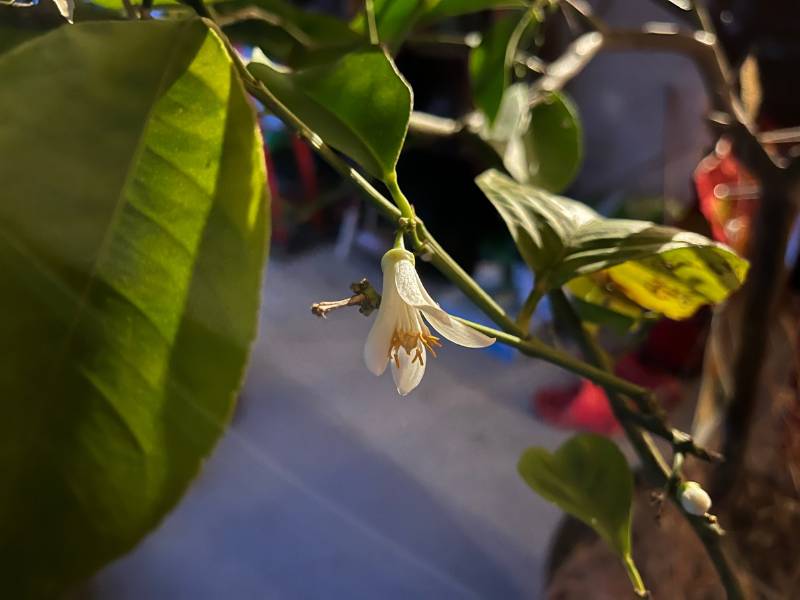 12 von 12 Januar 2024 - 3 von 12 Zitronenbaum blüht