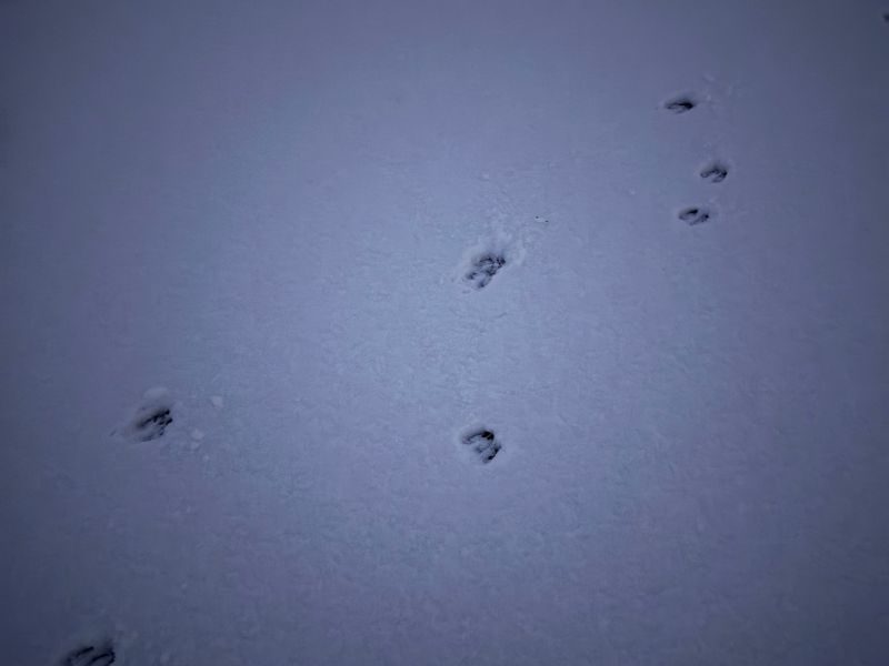 12 von 12 - Januar 2026 - 3 von 12: Spuren im Schnee