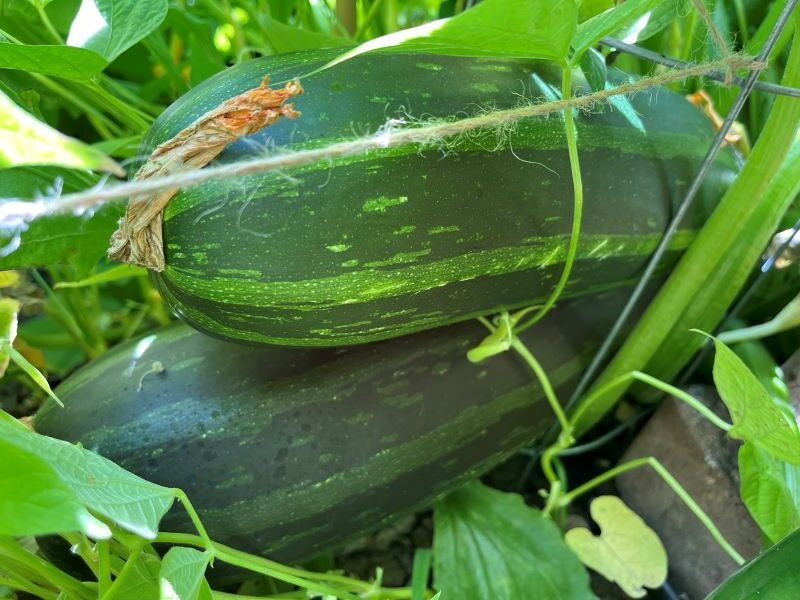 12 von 12 im Juli: Riesen-Zucchini im Doppelpack