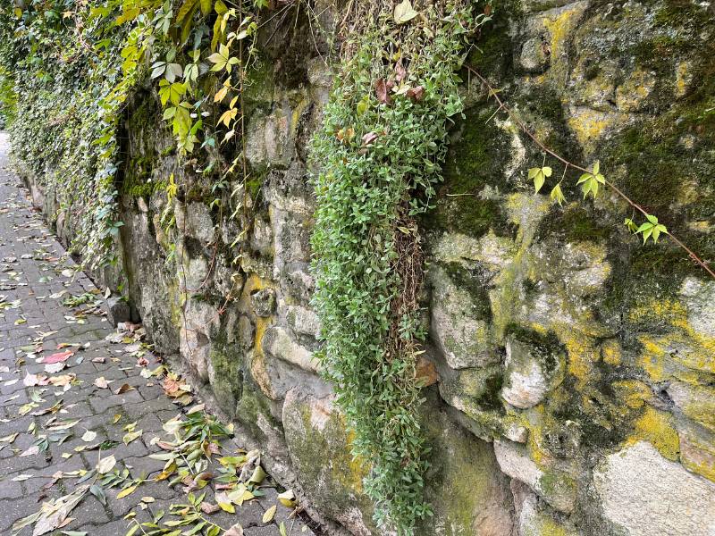 12 von 12 November 2023 - 7 von 12: bewachsene Mauer