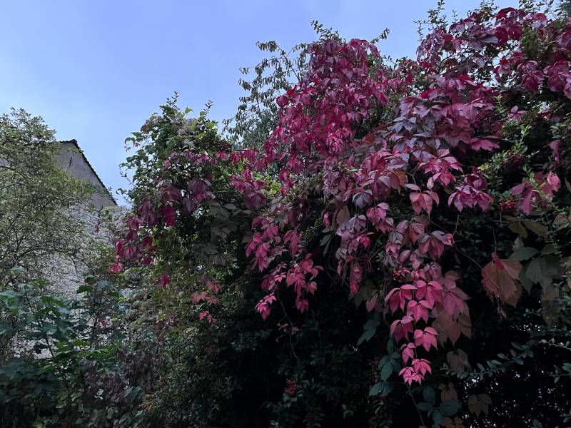 12 von 12 Oktober 2023: 3 von 12: Herbstblätter