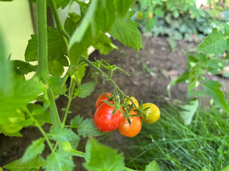 12 von 12 September 2022: 7 von 12 Tomatenernte