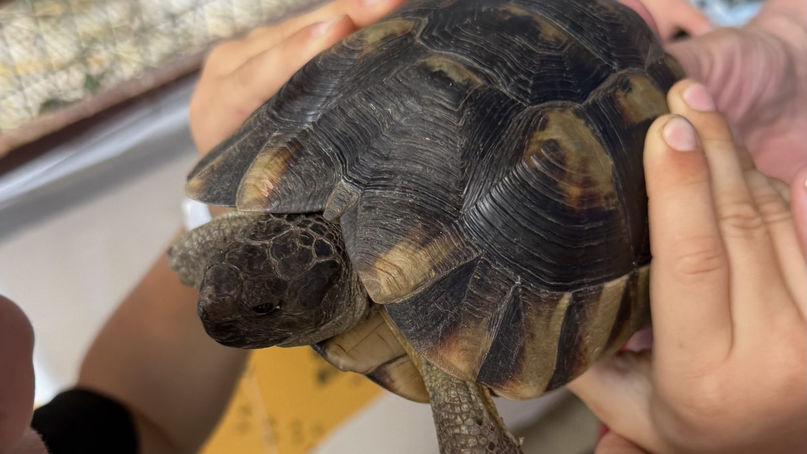 12 von 12 September 2026 - mehrere Hände halten vorsichtig eine Landschildkröte, dahinter ein Gehege mit einer zweiten Schildkröte