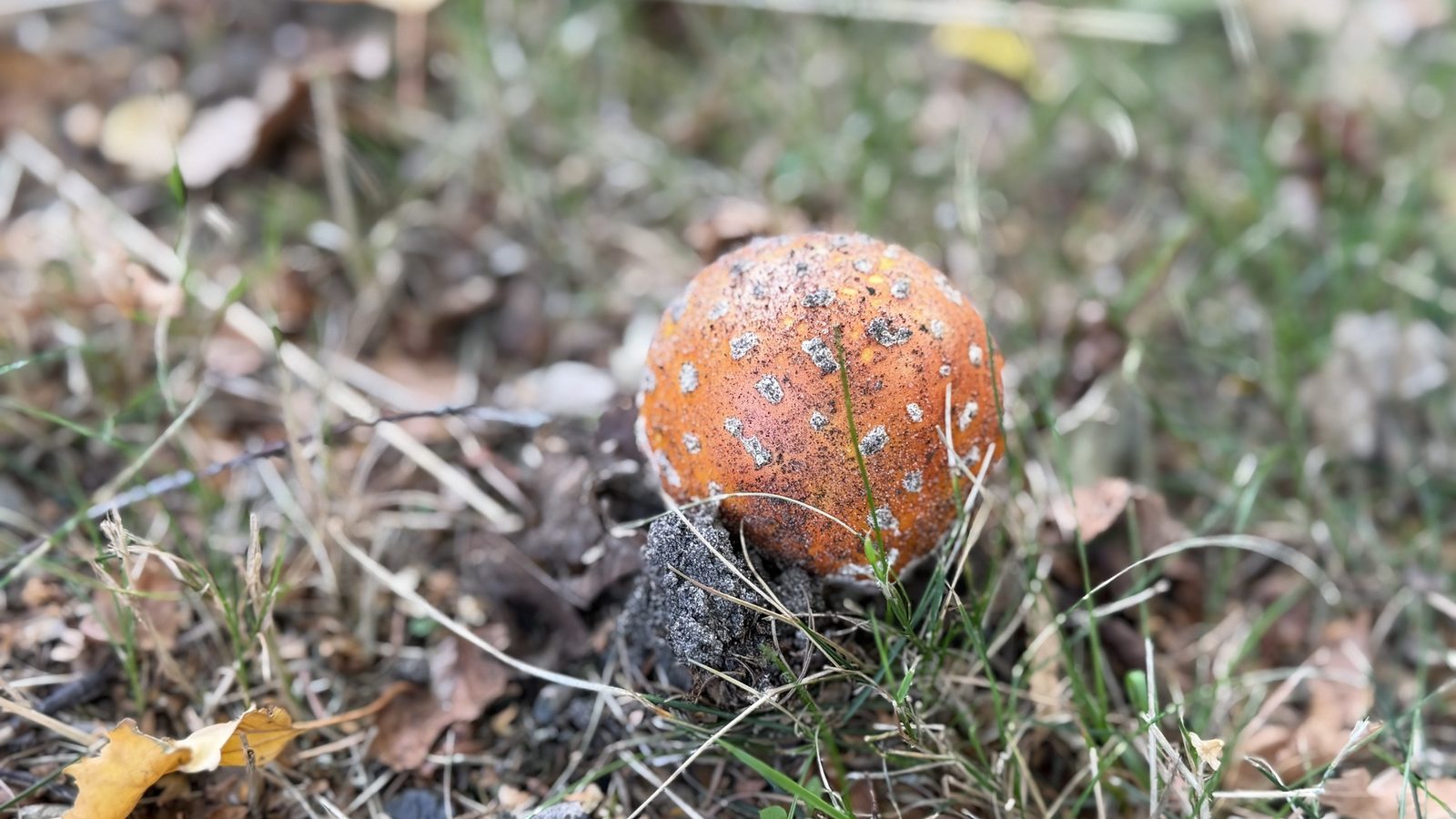 12 von 12 September 2026 - junger Fliegenpilz mit oranger Kappe und weißen Flocken steht im Gras zwischen trockenem Laub