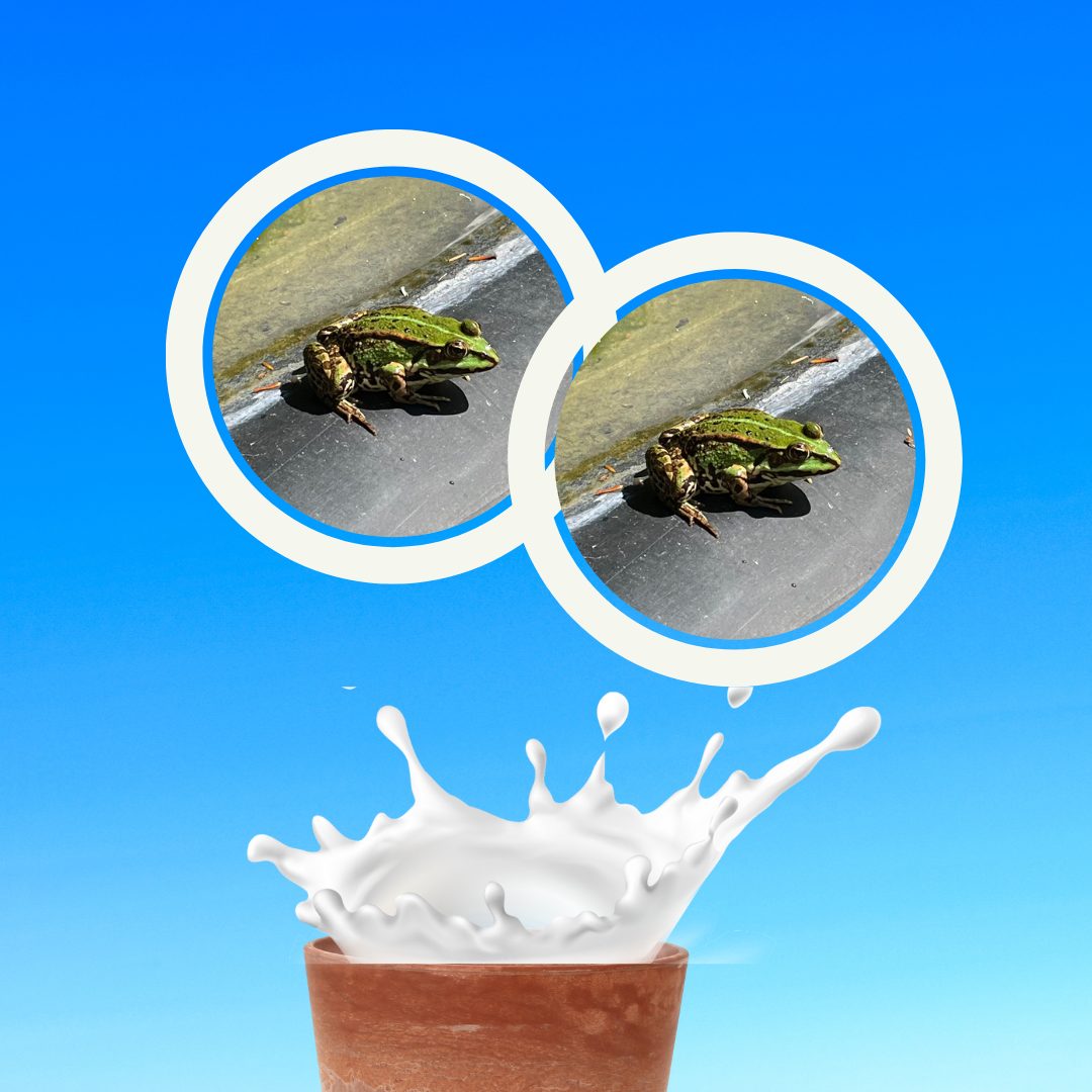 2 Frösche in der Sahne