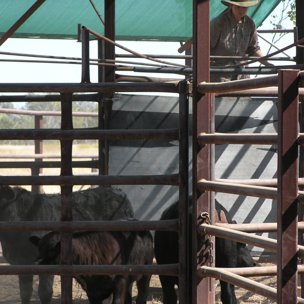 Rinder sortieren in Australien