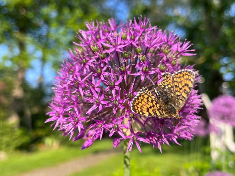 Mai 2023: Im Garten meiner Eltern