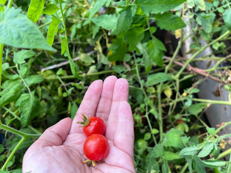 12 von 12 September 2023 - 7 von 12: zwei Tomaten in der Hand aus eigenem Anbau