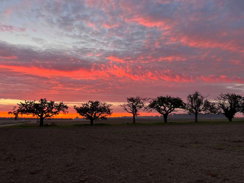 Roter Morgenhimmel mit Baeumen