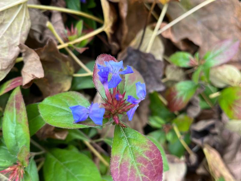 12 von 12 November 2023 - 8 von 12: blaue Blüte im Laubmeer