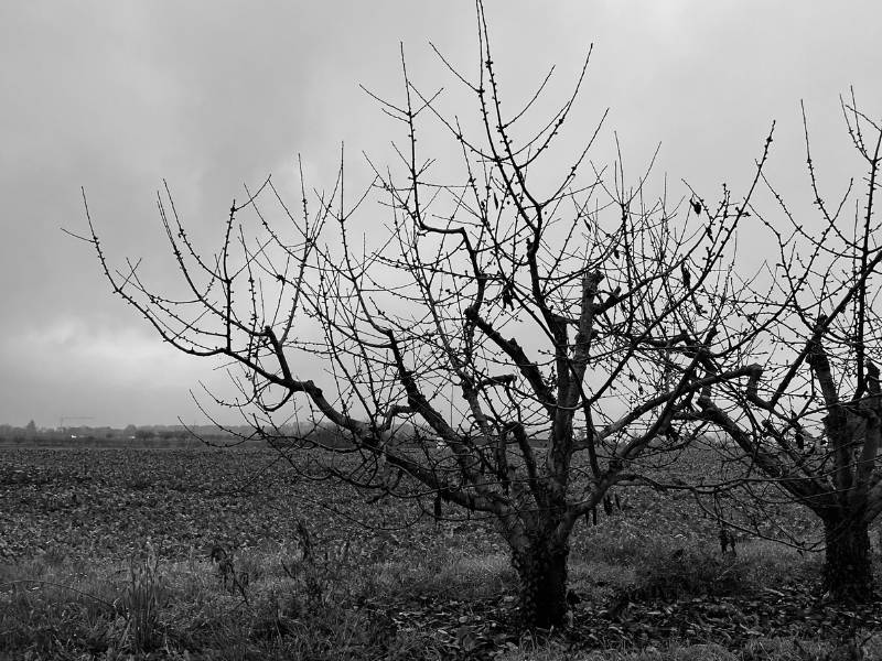 12 von 12 November 2024 - 2 von 12: Obstbaum ohne Blätter am Feld in schwarz/weiß