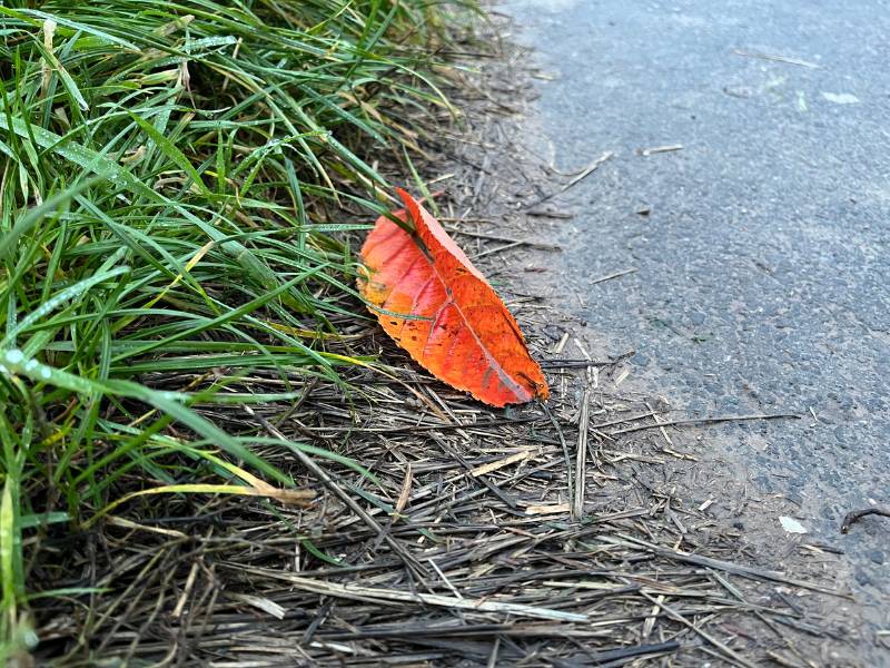 12 von 12 November 2024 - 3 von 12: Ein rotes Laubblatt im Gras neben einer Straße