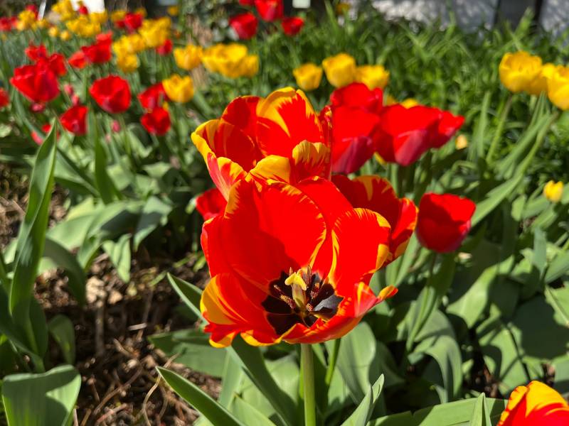 5 von 12 - 12 von 12 April 2025 - Tulpen