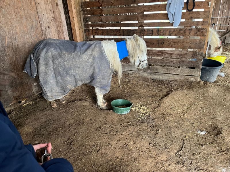 weißes Pony mit Pferdedecke und blauer Haldkrause