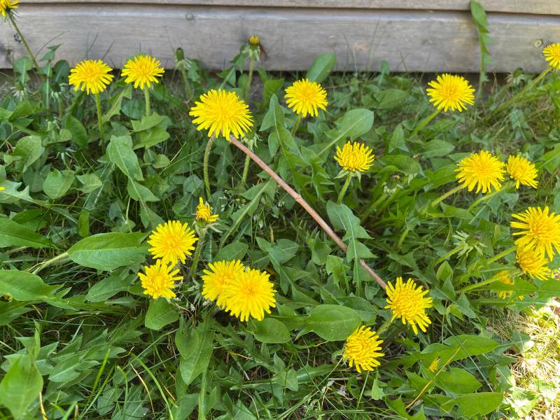 6 von 12 - 12 von 12 April 2025 - Butterblumen