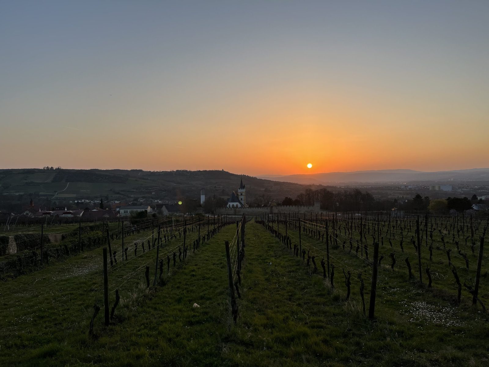 Wetter genießen: Blick über die Weinberge in Ingelheim