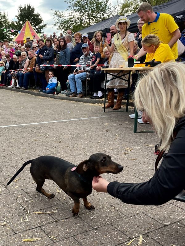 Erntefest Bärenklau - Dackelrennen