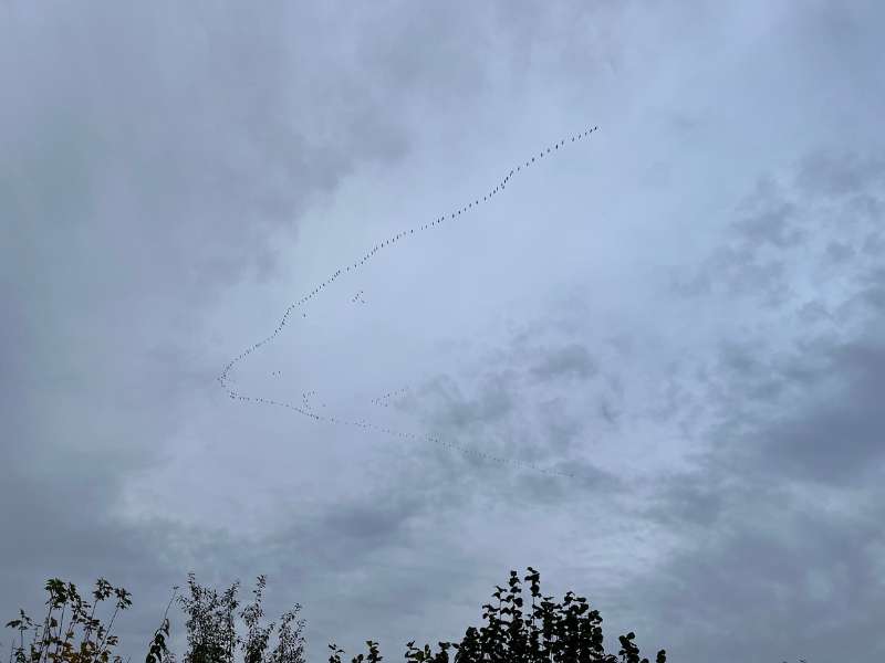 Kraniche am Himmel