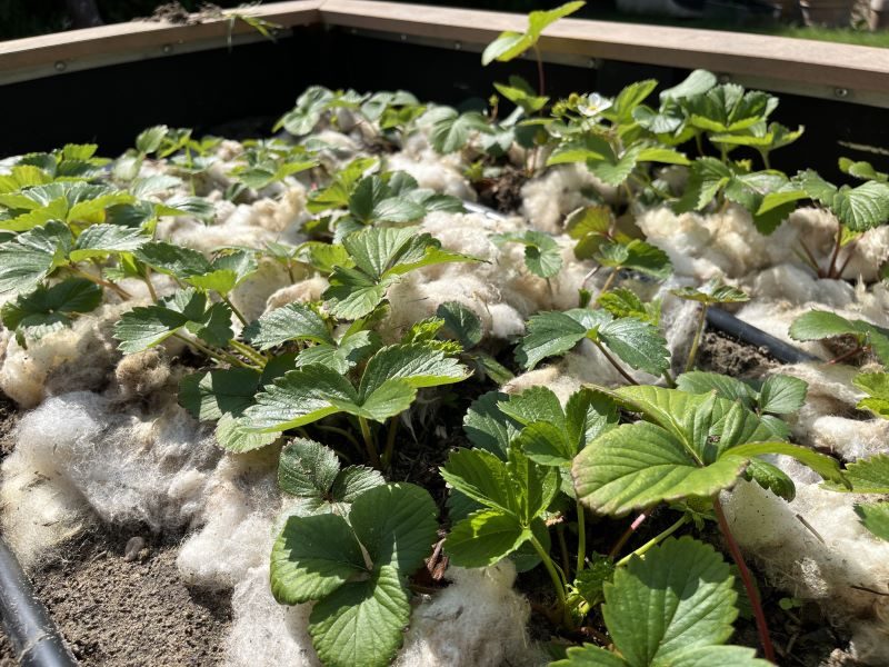 Jahresrückblick 2022: Garten-Experimente: Wolle zum Mulchen