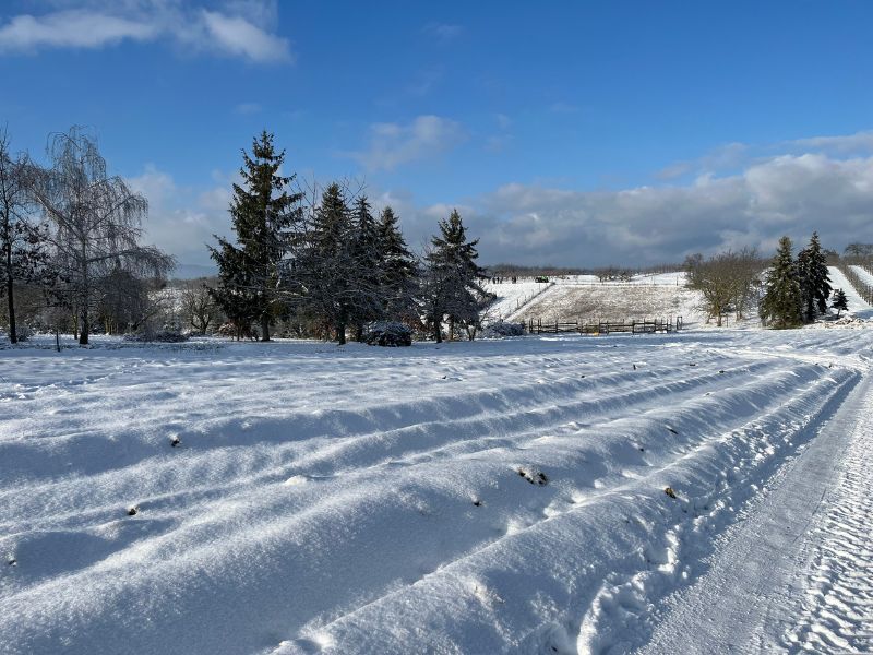 Januar 2024 Schneelandschaft
