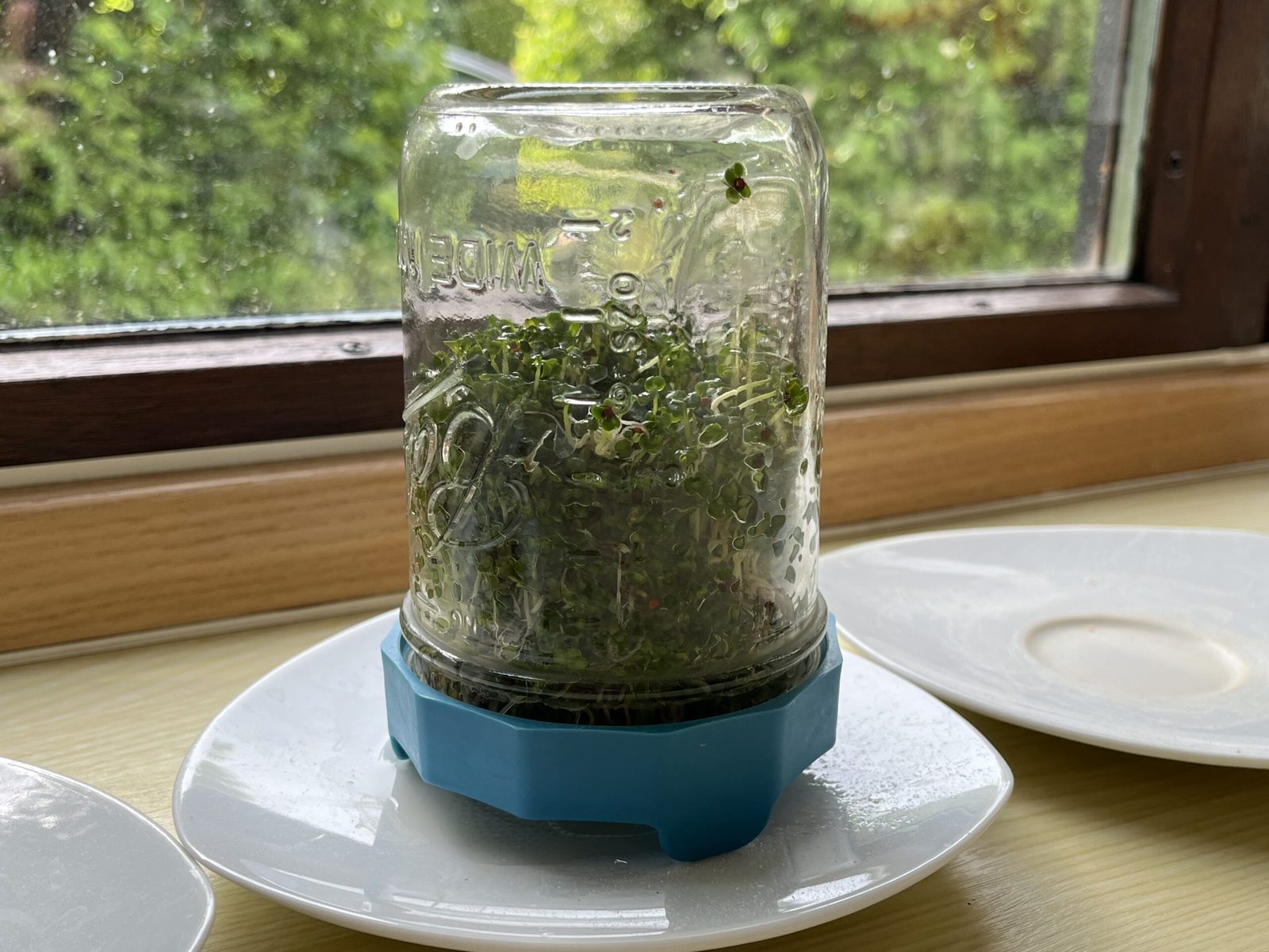 Keimglas mit Brokkoli Sprossen