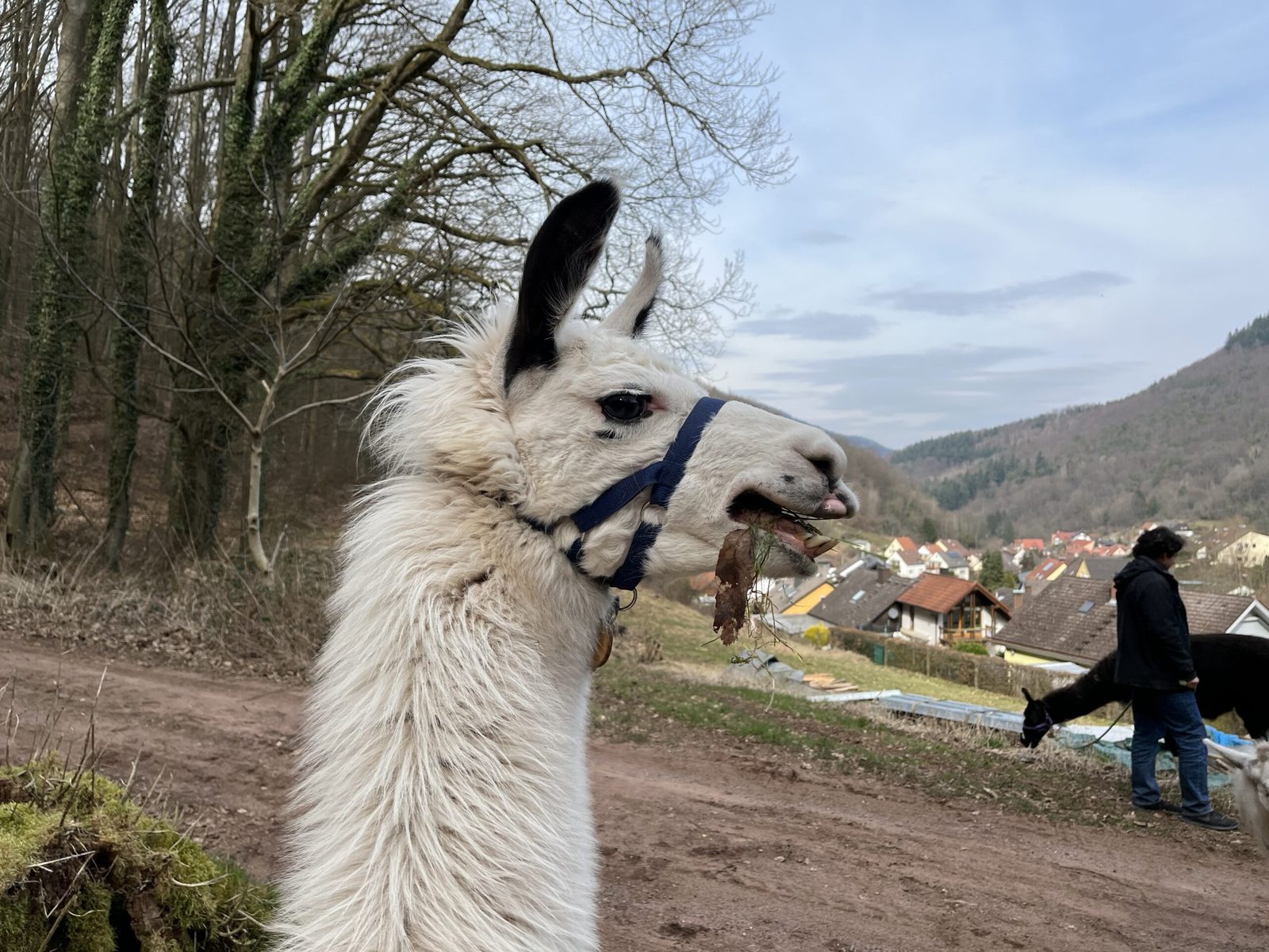 Weißes Lama am Wegrand, dahinter ein Dorf im Tal