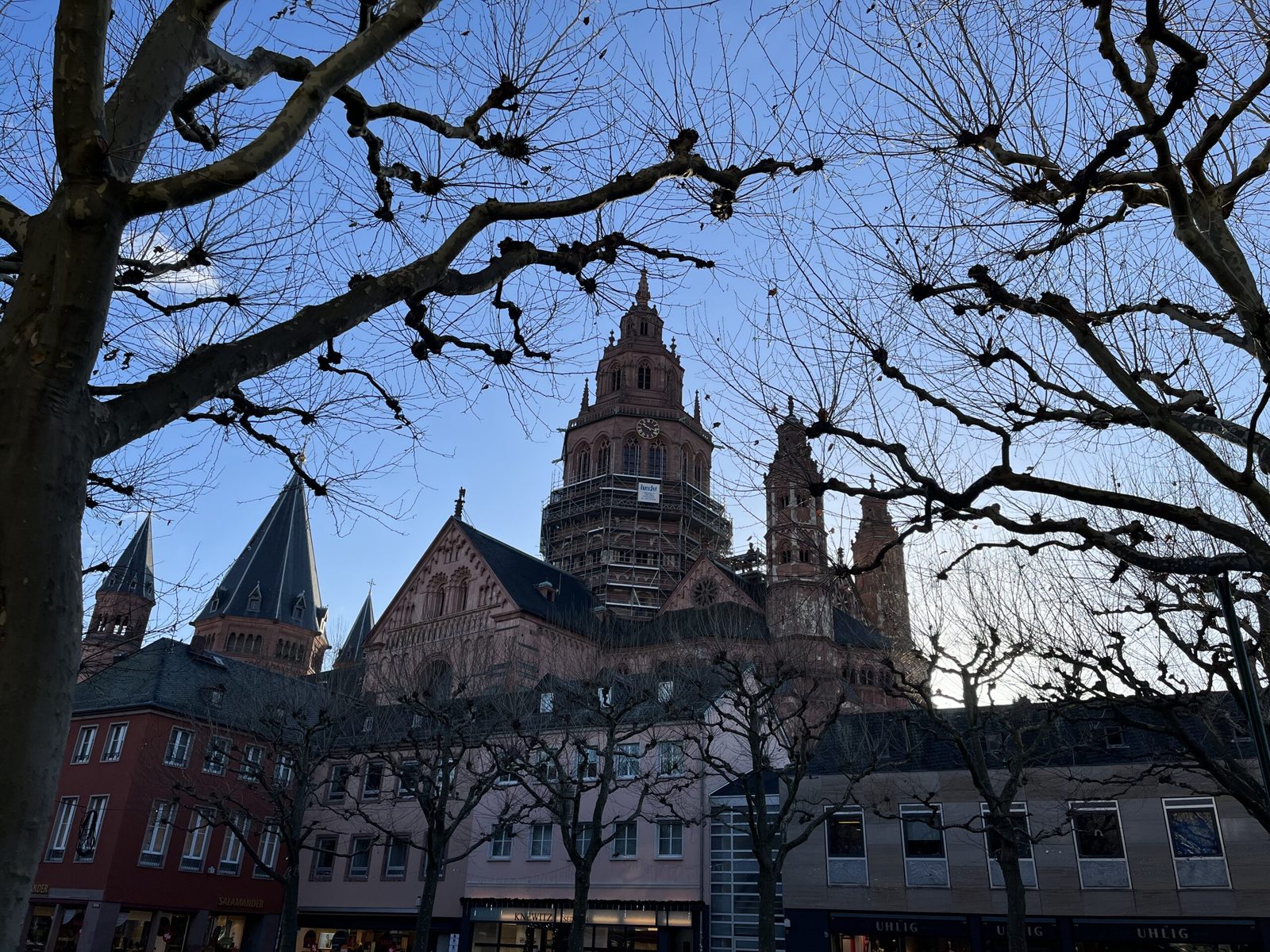 Mainzer Dom hinter kahlen Platanen im Winter