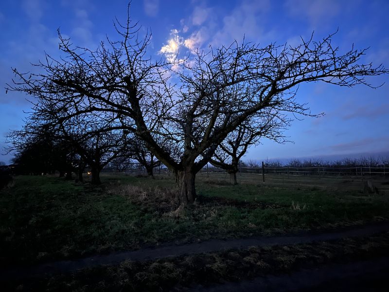 Baum, Mond