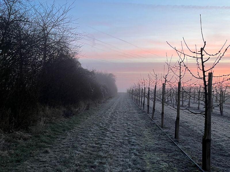 Sonnenaufgang, Bäume, Nebel