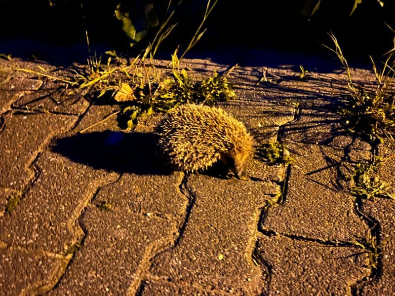 Mai 2023: Nächtlicher Besucher