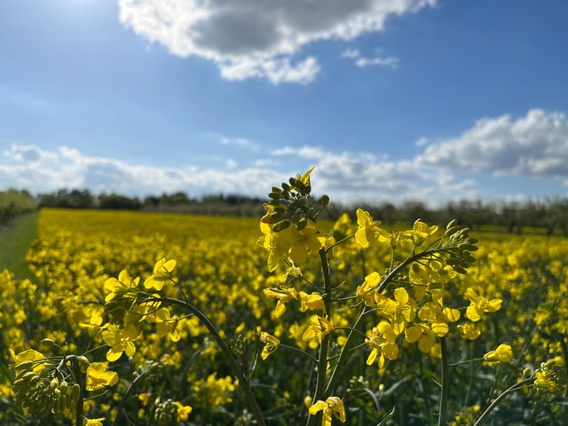 April 2023: Blühendes Rapsfeld unter blauem Himmel
