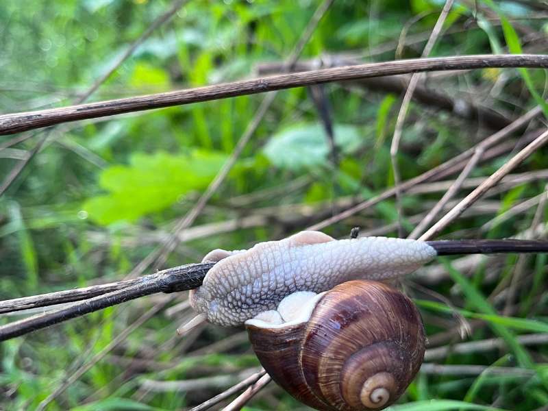 Schnecke am duennen Zweig