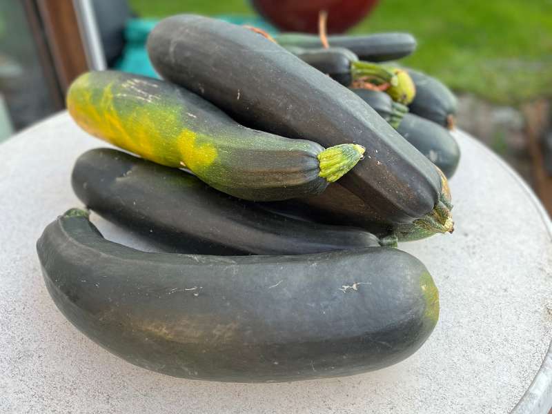 Zucchini-Ernte - 11 Zucchini auf einem Stapel