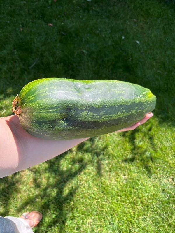Zucchini im Überfluss