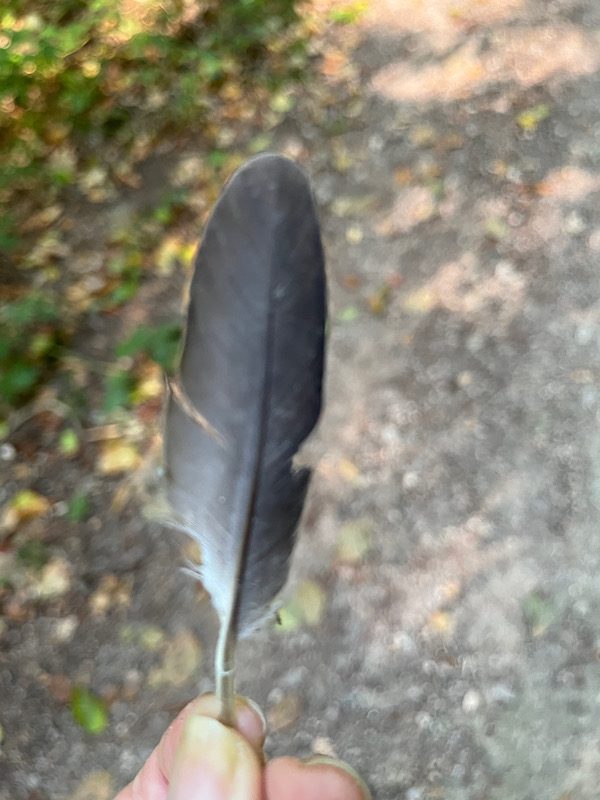 Waldbaden: was will mir diese Feder sagen?